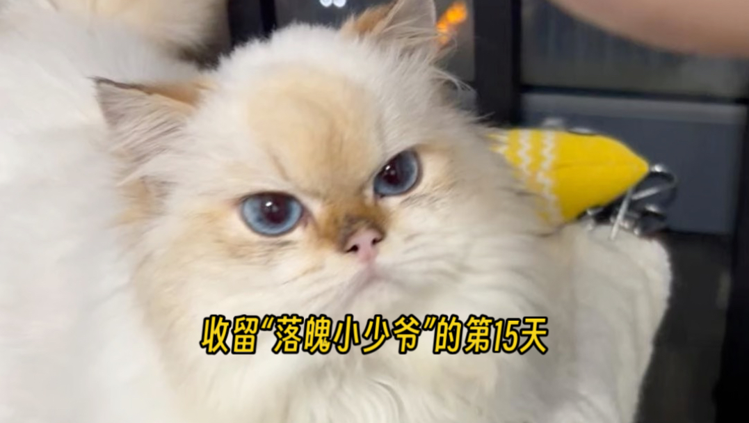 收留“落魄小少爷”的第15天