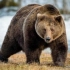 【纪录片/人与自然】——棕熊猎人（2集全）