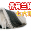 养荷兰猪还需要理由？那这七大理由够说服你吗
