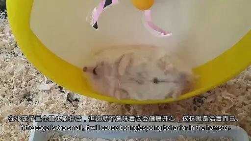 试发一小段养仓鼠教程的视频。 看看大家的