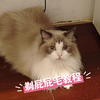 一个人给长毛猫剃屁股毛教程~养长毛猫必备技能