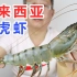 须子比身子还长的马来西亚黑虎虾 里面的虾脑也很丰满