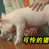 日本学校变态教育，让小学生把猪当孩子养1年，最后再亲口吃掉