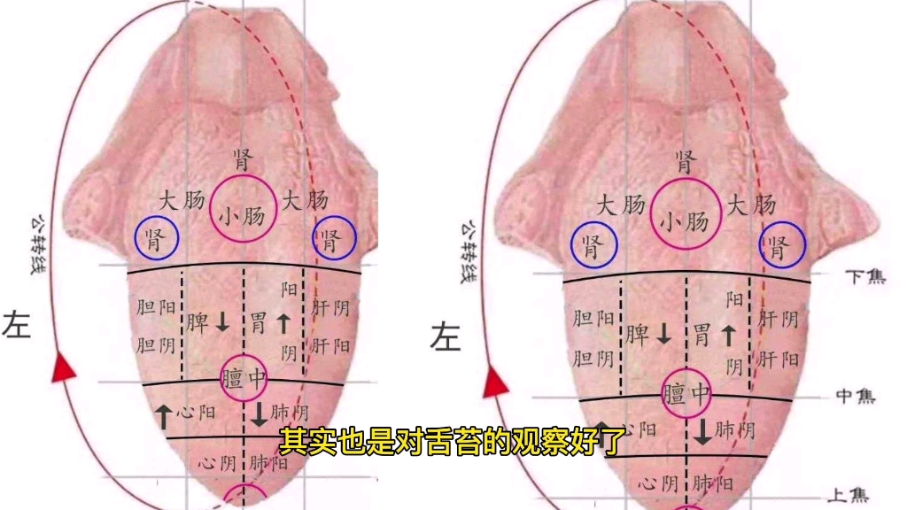 舌诊的知识