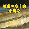 虾虎鱼身上的寄生虫们