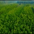 「长三角的林场」走可持续发展道路