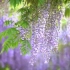 “紫藤挂云木，花蔓宜阳春。”