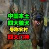 中国本土最强四大狼犬，唯一被世界承认的军警犬