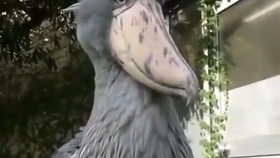 bd9188f2e9ab8f7d5e780a7b3cc4a857b757c7d2.jpg@280w_158h_1c_100q.jpg
