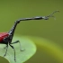 ‘昆虫界的挖掘机’-马达加斯加象鼻虫