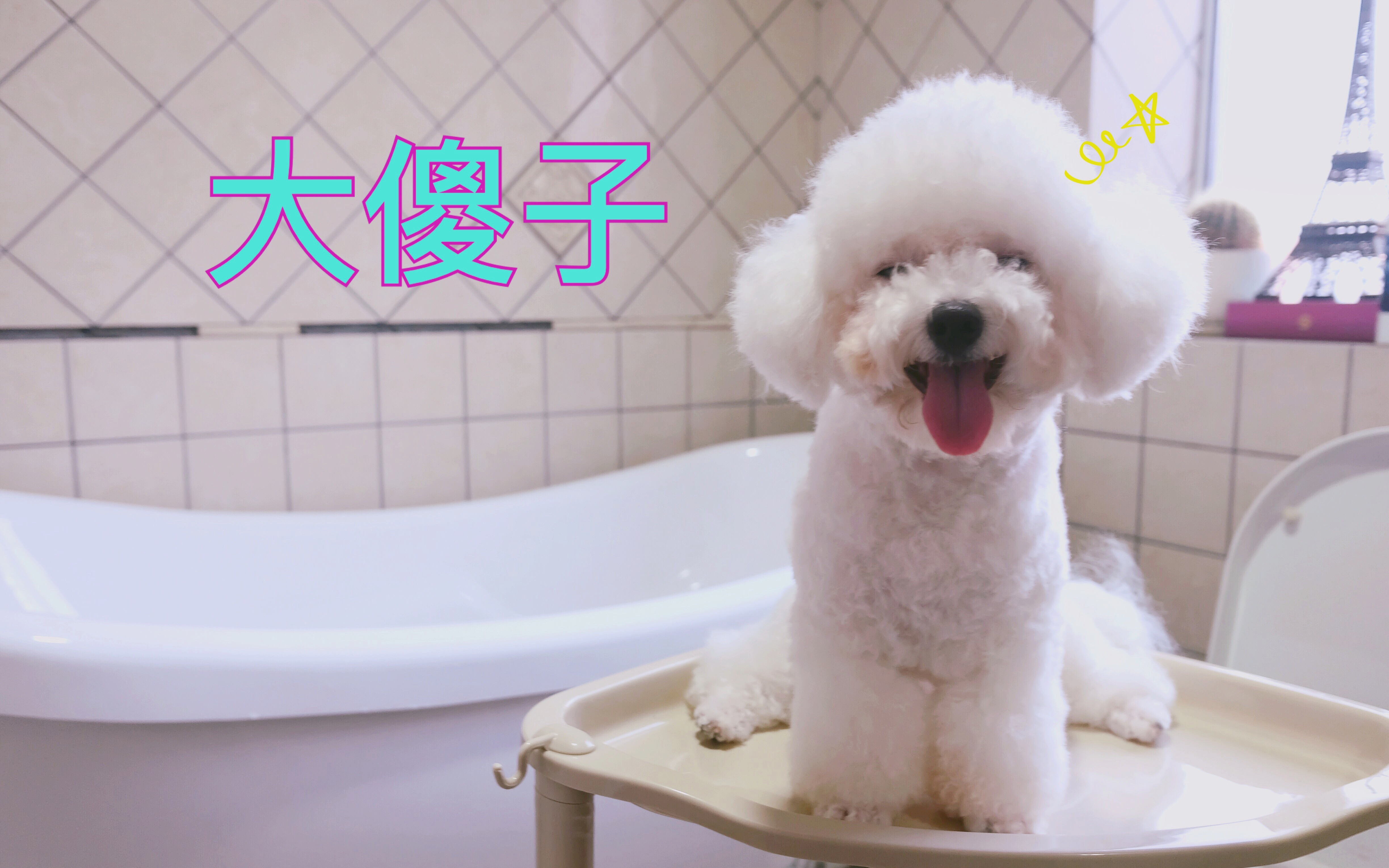 【lucky】比熊中的超级大傻子辣鸡握手训练大失败