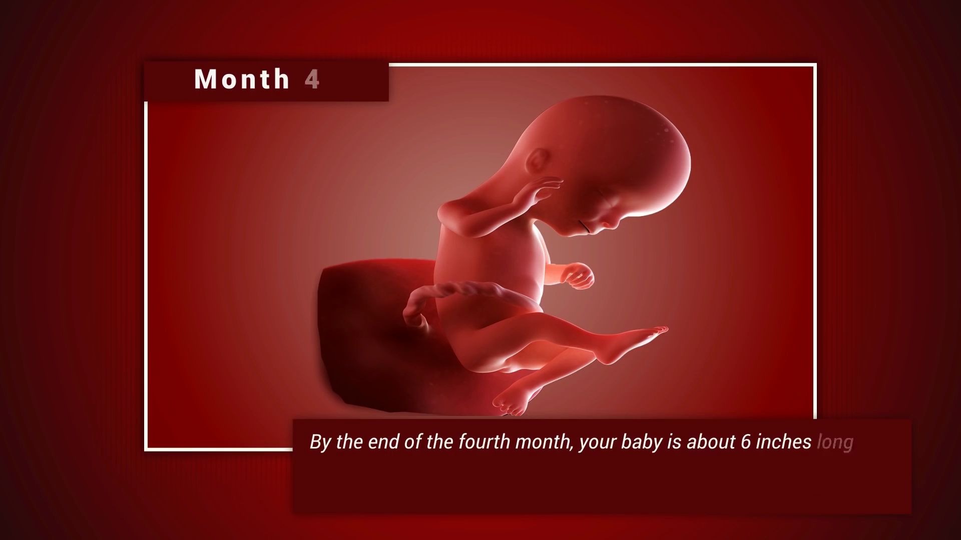 胎儿发育的过程