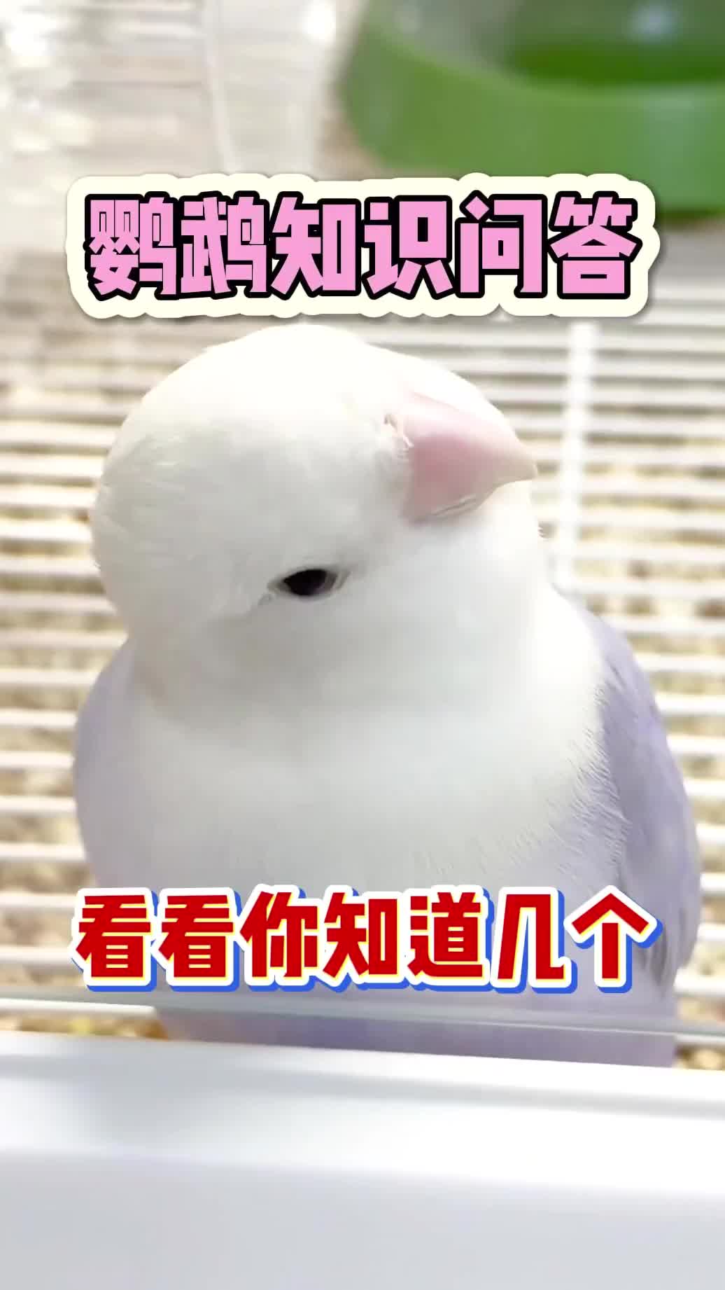 鹦鹉行为选择题