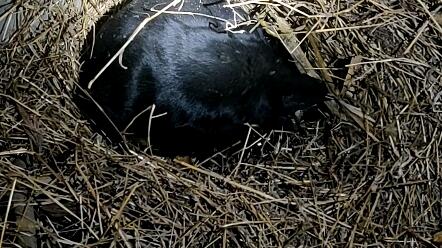 鼠什么时候生崽 bdf31b68f89683766d832997e3c203c2beaed6c9.jpg@480w_270h_1c