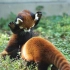 北海道円山动物园的小熊猫日常之新的饲养员