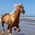 海边奔跑的骏马