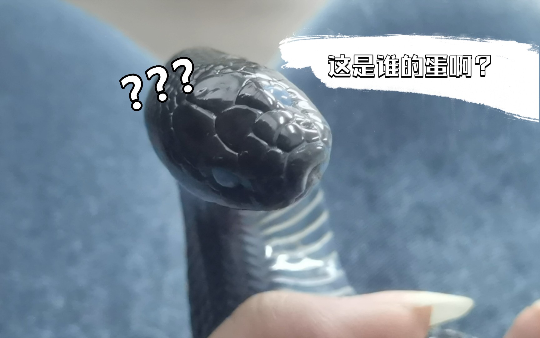 【黑王蛇】【柳墨】这是谁的蛋啊？