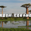 猴面包树，为什么这么神奇，能吃能喝又能住