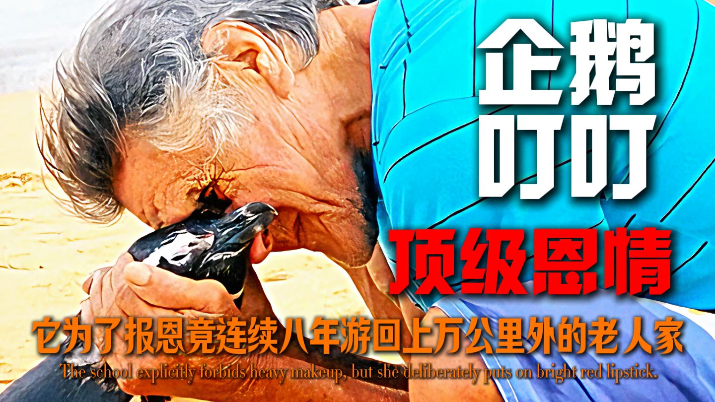 那年企鹅叮叮选择了最深情的打法