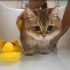 100%实心猫洗澡，最乖！