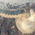 萤火虫幼虫吃蜗牛