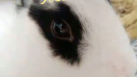 be643e6843b5a80e289af2dc5b31392585d81953.jpg@280w_158h_1c_100q.jpg