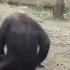 震惊！某动物园猩猩竟没有头！