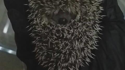 be6f0b705bbebbab8802b11270b4b464646d9a75.jpg@480w_270h_1c