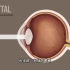 预防老花眼原来这么简单，老花眼的发生原因，3D演示。。