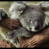 濒临灭绝的澳大利亚考拉每天要睡二十个小时(英语学习中英文字幕)