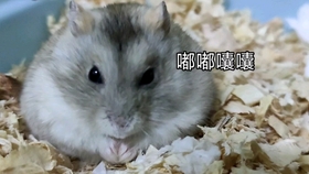一只笨鼠最早视频 be872a17e49a47be177a53243729be1d99740bf8.jpg@280w_158h_1c_100q.jpg