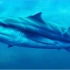 栉棘鲨Ctenacanthus sp.