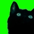 【绿幕素材】4K逗黑色猫咪玩绿幕素材包无版权无水印［2160p 4K］