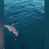 驱赶无效，毛里求斯渔民眼瞅着大批海豚游进漏油海域送死