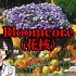 【Bloomcore】花核：当代互联网桃花源
