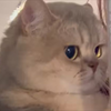 “三斤的小猫，七斤的可爱