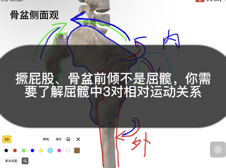 撅屁股、骨盆前倾不是屈髋，你需要了解屈髋中3对相对运动关系