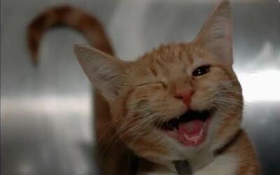 【猫神教万岁!】教主猫神辣椒酱那鬼畜的笑声