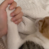 我养的小猫为什么一直响啊