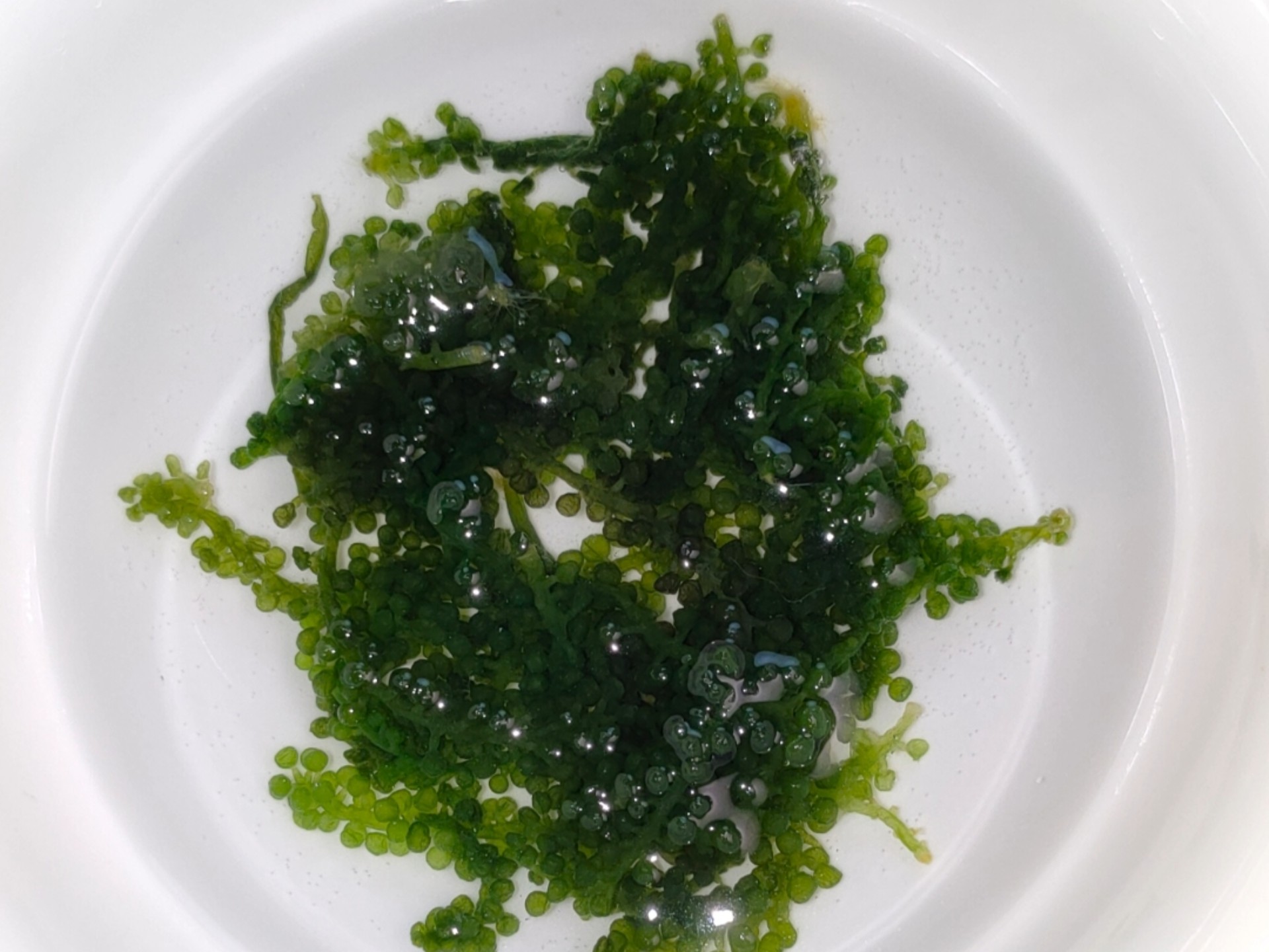 避坑4.4元1包/100g绿色鱼子酱海葡萄#美食测评 #海葡萄 #避坑指南