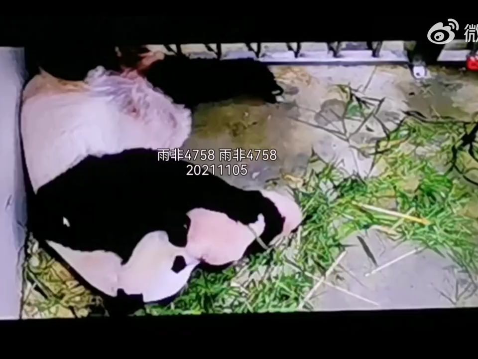 大熊猫叻叻的成长回忆录 麻麻查尿布 麻麻辛苦了 20211105 (84日齡) @ 新加坡河川生态园