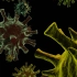 认识病毒 了解冠状病毒为何会如此可怕 -Discovery 科学知识系列