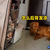 的亏有监控不然狗子要背多少锅