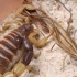 【蝎子】极巨副杀牛蝎（Parabuthus maximus）捕食淡色优锥头螽（Euconocephalus pallid