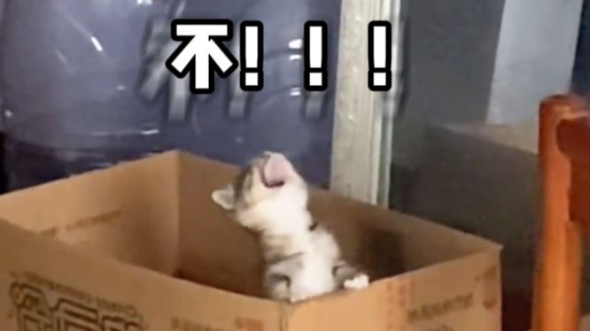 【动物配音】梦里的厕所千万不要上啊！