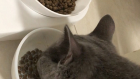 猫爱吃的20种食物 bf8c1fedce1aa37040e5059cbaaa475c19113ac0.jpg@280w_158h_1c_100q.jpg