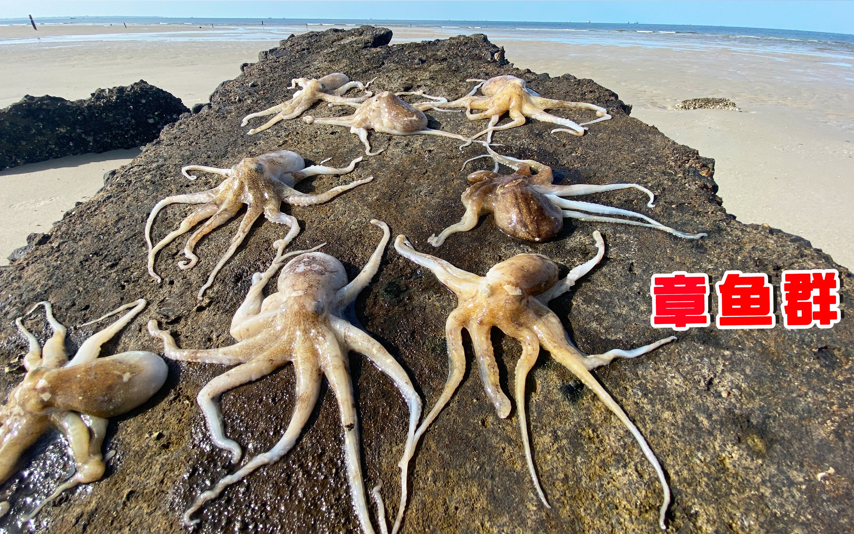退潮后一群螃蟹正在卧沙子，还有一群章鱼集体晒太阳，一锅端了