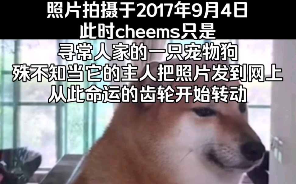 【Cheems】命运的齿轮开始转动