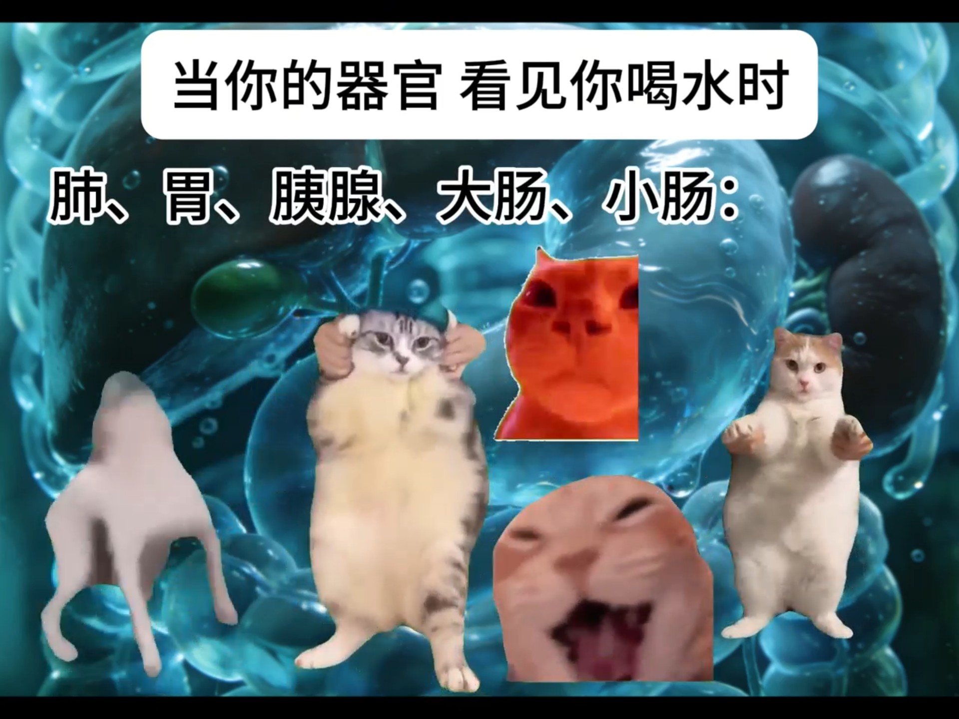 当你喝水时 你的器官beike