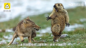 bfb256eb0d4093780053f4102717caefae018cf4.jpg@280w_158h_1c_100q.jpg